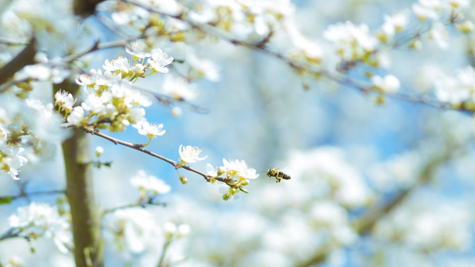 flowers, nature, blossoms, field, bed, white, stems, branches, petals, leaves, trees, sky, outdoors