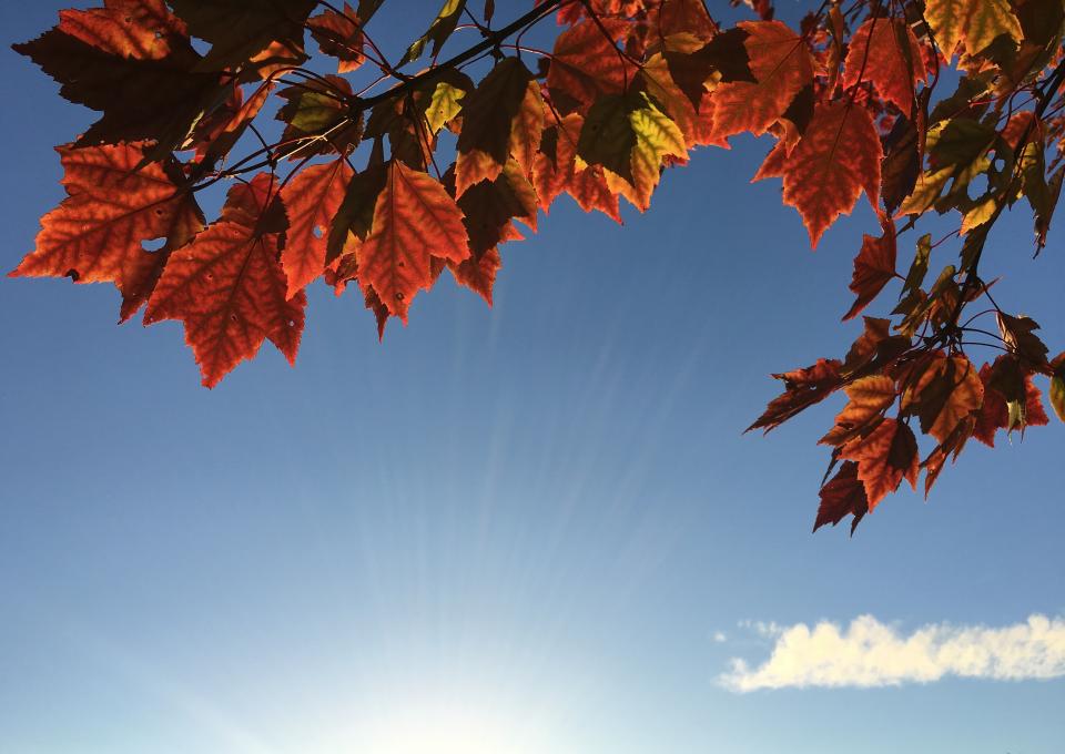 maple leaf, leaves, trees, nature, autumn, fall, sunshine, blue, sky