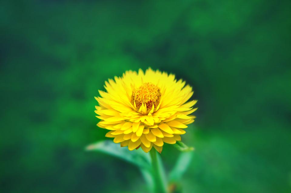 yellow, flower, nature, green