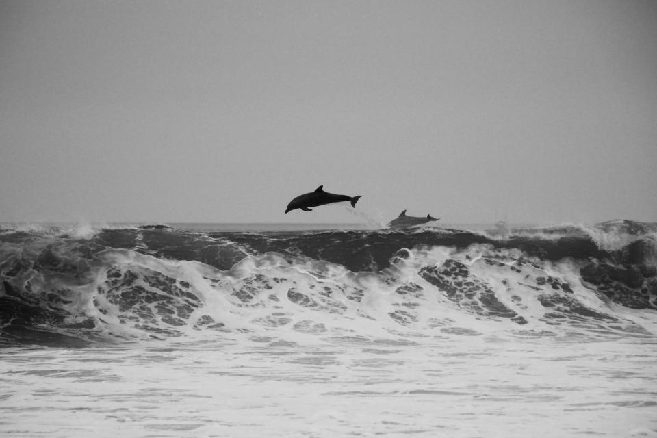 dolphins, ocean, sea, waves, black and white