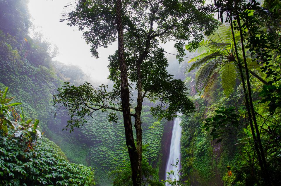 waterfall, green, trees, forest, woods, jungle, nature