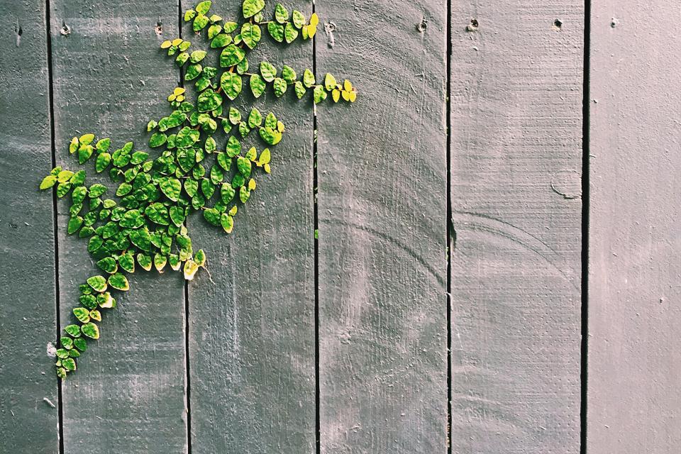 wood, fence, leaves, vines, texture