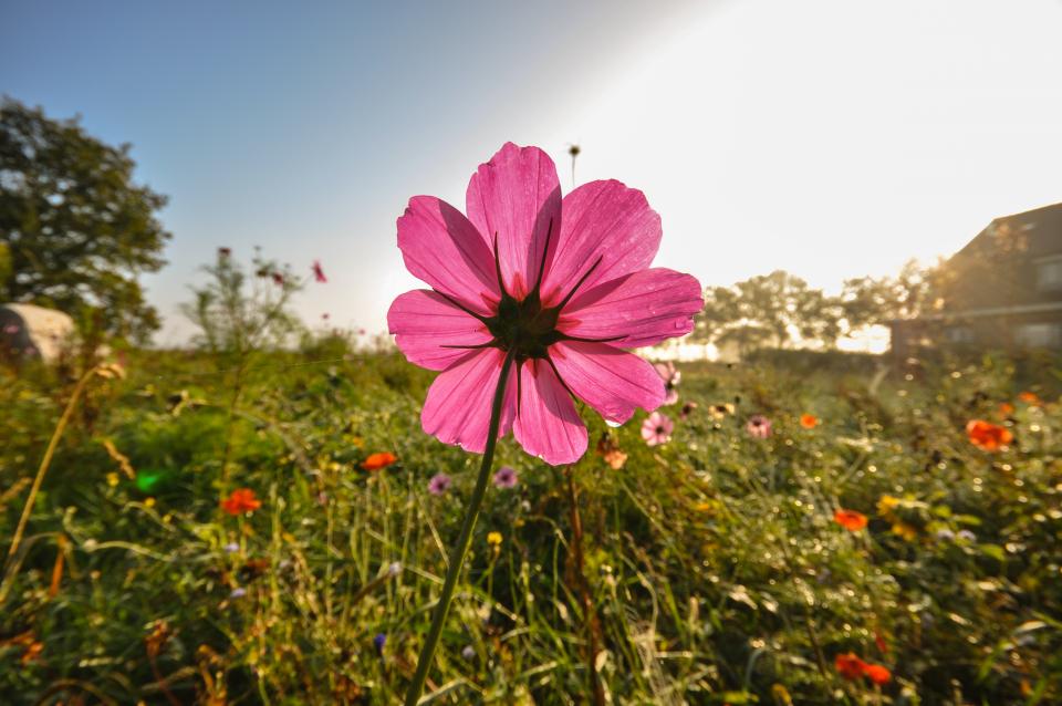 wild flowers, fields, sunrise, morning, pink