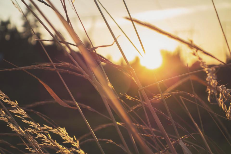 sunset, sun rays, plants, field, nature, nature