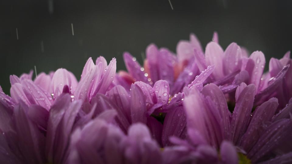 flowers, nature, purple, blossoms, bed, field, spring, summer, branches, outdoors, bokeh, raindrops, water, droplets