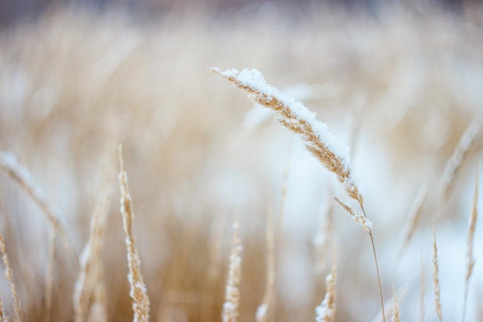 wheat, plants, field, nature, outdoors, snow, winter