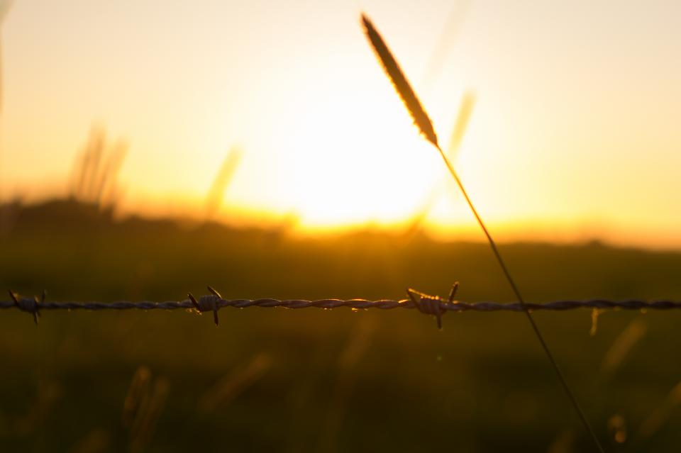 barbwire, fence, sunset, field, nature