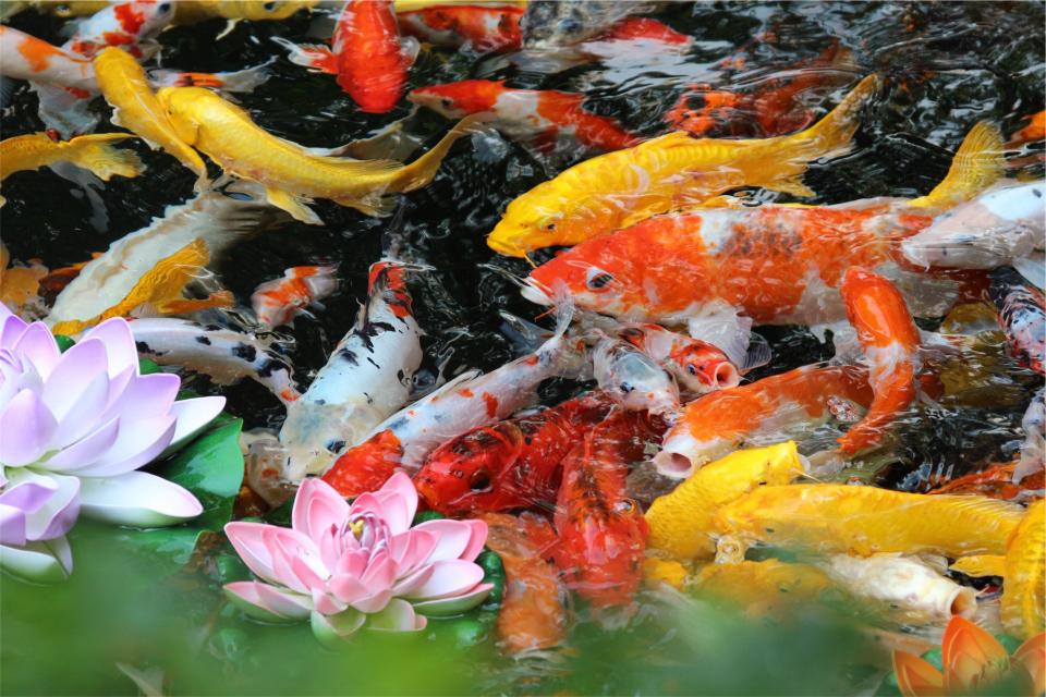 fish, pond, water, flowers