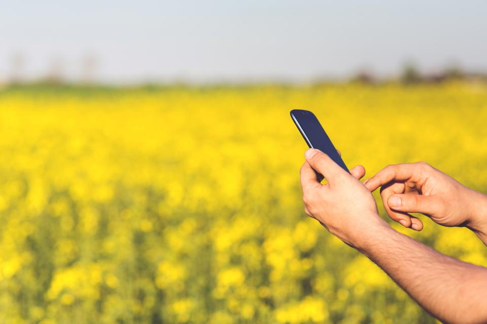 mobile, smartphone, hands, man, yellow, flowers, field, technology, touchscreen