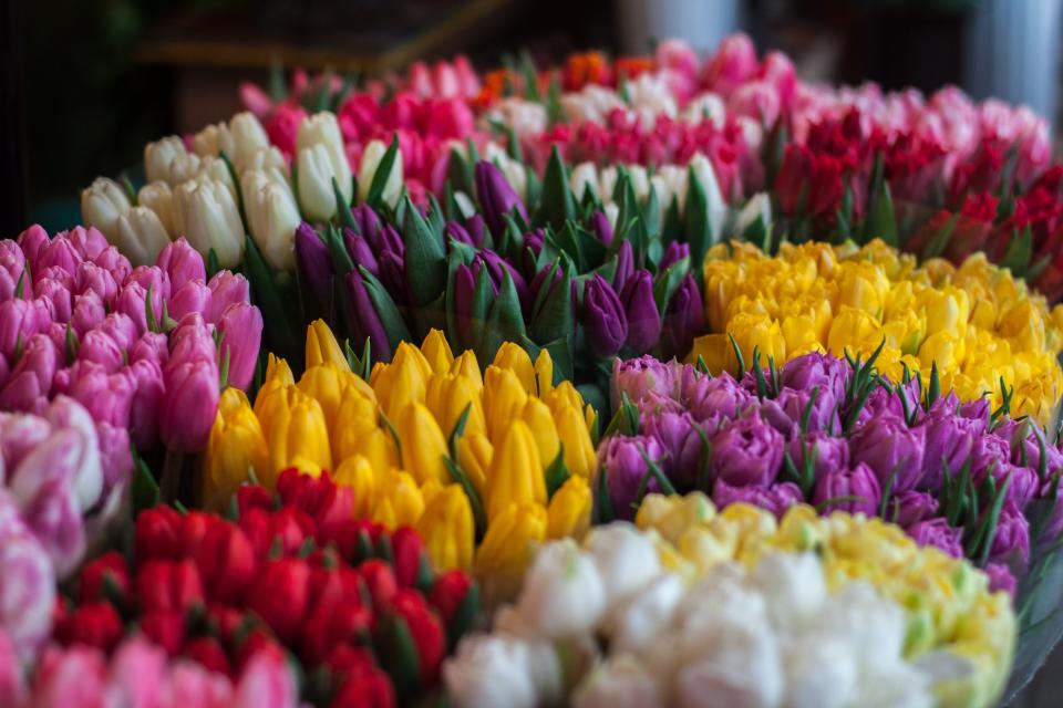 tulips, flowers, easter, colours, colors