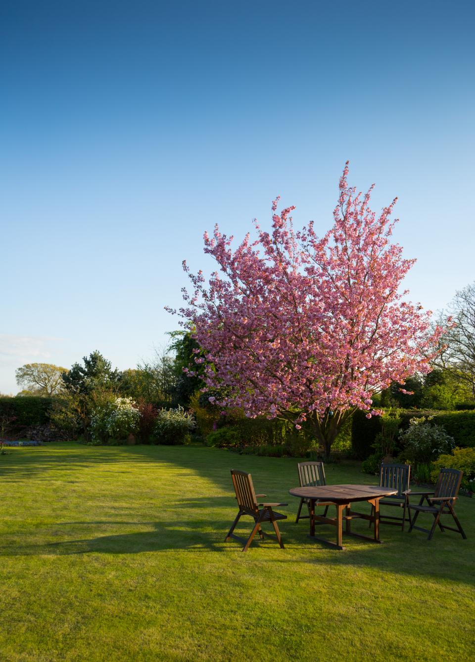 nature, garden, lawn, yard, chairs, tables, grass, bushes, trees, sky, pink