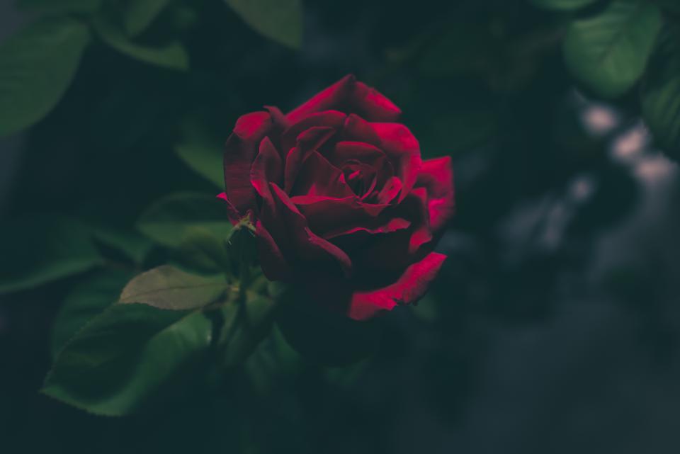 red, rose, flower, nature, garden, bouquet, beauty