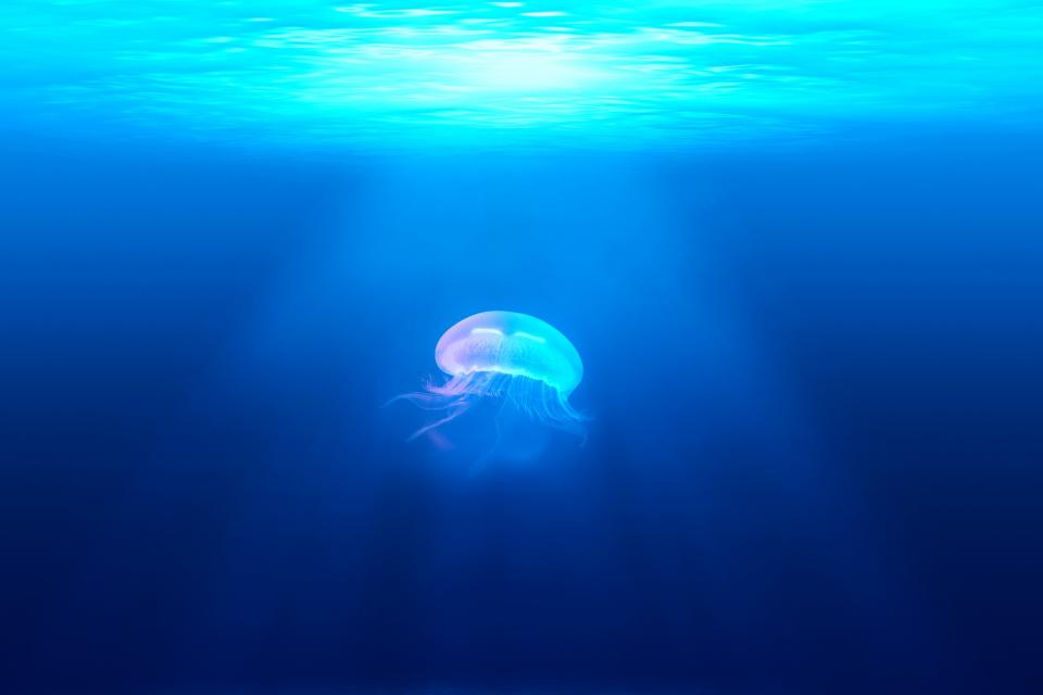 jellyfish, underwater, ocean, sea, blue