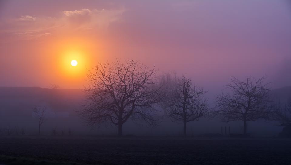 sunrise, morning, fog, foggy, trees, nature, landscape, nature, sky, clouds